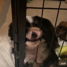 Miniature Australian Shepherd and Toy Australian Shepherd Puppies from Hailey's Miniature Australian Shepherds
