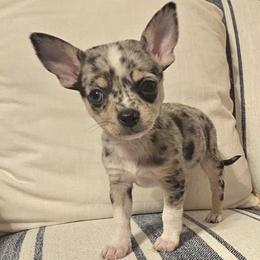 Patches - Blue merle female Chihuahua puppy in Wichita, Kansas from Andrea's Chihuahuas