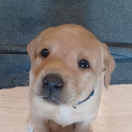 Labrador Retriever Puppies from Rocky Point Labradors