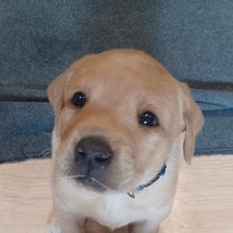 Labrador Retriever Puppies from Rocky Point Labradors