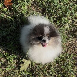Phil - Black and tan parti male Pomeranian puppy in Wagoner, Oklahoma from Cascade Pomeranians