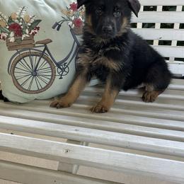 Atlas - Black and tan male German Shepherd puppy in Stanardsville, Virginia from Majestic K9 LLC