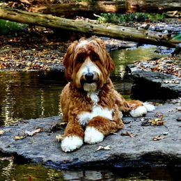 Australian Labradoodle All Grown Up from Cabin Hill Labradoodles