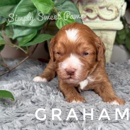 Graham-Blue Collar - Red male Cavapoo puppy in South Jordan, Utah from Simply Sweet Paws. LLC