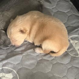 Golden - Cream male Pomeranian puppy in Cheektowaga, New York from Buffalo Pomeranians 716