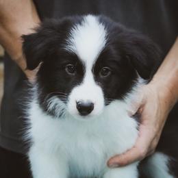 Domino - Black male Border Collie puppy in Dallas, Texas from Effervescent Border Collies