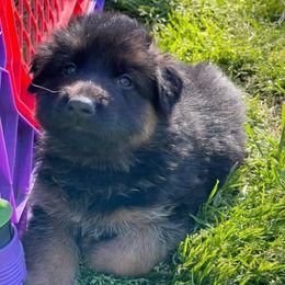 German Shepherd Puppies from Bell’s Shepherd Acres