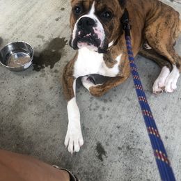 Boxer Puppies from BellRidge Boxers