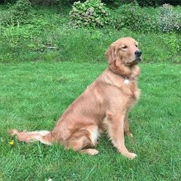 Columbia River Goldens breeder of Golden Retriever