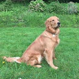 Columbia River Goldens breeder of Golden Retriever