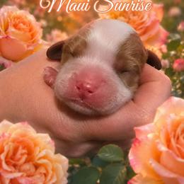 Maui Sunrise - Blenheim male Cavalier King Charles Spaniel puppy in Kewaskum, Wisconsin from Moon Dream Cavaliers