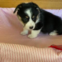 Amy-red - Black and tan female Pembroke Welsh Corgi puppy in New Richmond, Wisconsin from 10 Mile Creek Farms