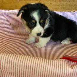 Amy-red - Black and tan female Pembroke Welsh Corgi puppy in New Richmond, Wisconsin from 10 Mile Creek Farms