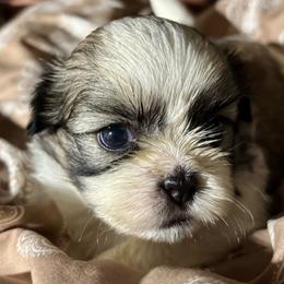 Steve - Tricolor male Shih Tzu puppy in Skipperville, Alabama from Nay Nay’s Babies