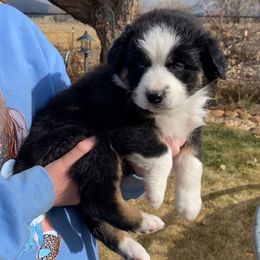 Shock - Black tri-color female Australian Shepherd puppy in Neola, Utah from Wall To Wall Aussies