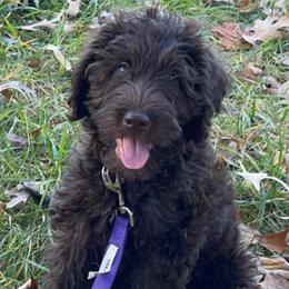 Goldendoodles and Labradoodles from Sweet Baby Doodles