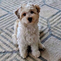 Tig - Havanese