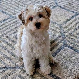 Tig - Havanese