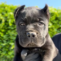 Cane Corso Puppies from Donato Kennels