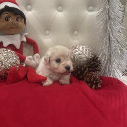 Girl 1 - White female Miniature Schnauzer puppy in Yorktown, Texas from Snanzzy Minature Schnauzers