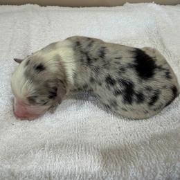 Cider - Blue merle male Miniature Australian Shepherd puppy in Oakland, Maryland from Yarborough Kennels