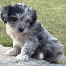 Cynder - Merle female Maltipoo puppy in Lebanon, Kentucky from Mosaic Merle Doodles