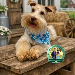 Sienna - Miniature Schnauzer