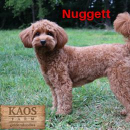 Goldendoodle All Grown Up from Kaosfarm Goldendoodles