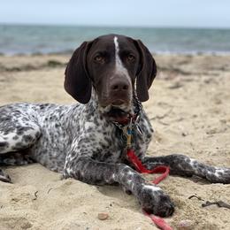German Shorthaired Pointer All Grown Up from Windward German Shorthaired Pointers