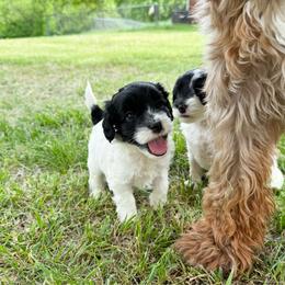 Nova - Black and white female Cavapoo puppy in Wamego, Kansas from Doodles of Oz