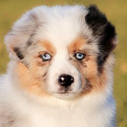 Coral - Blue merle Miniature American Shepherd puppy in Palacios, Texas from Coastal’s Miniature American Shepherds