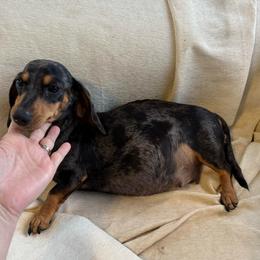 Lady - Dachshund