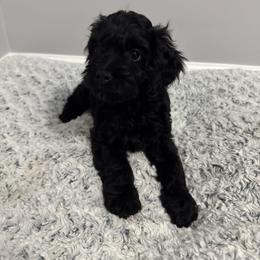 Female 1 - Black female Cockapoo puppy in Dahlonega, Georgia from Loveable Cockapoos