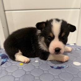 Male 1 - Black and white male American Corgi puppy in Fort Worth, Texas from King of Hearts Corgis
