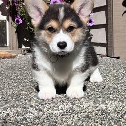 Wade - Black and tan Pembroke Welsh Corgi puppy in Renton, Washington from Laurel Canyon Kennels