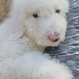 Daisy - White female Sheepadoodle puppy in Thornville, Ohio from Four Front Doodles & Friends