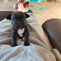 Rip - Brindle male French Bulldog puppy in Russell, Kansas from Fluffity Frenchies LLC