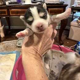 Boy 1 - Black and white male Pomsky puppy in Leesburg, Virginia from Capital Pomsky