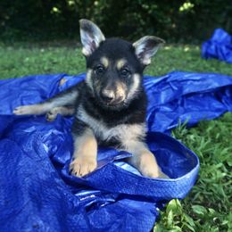 German Shepherd Puppies from Vom Raglinhaus German Shepherds