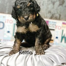 Kettle - Phantom male Goldendoodle puppy in Pasco, Washington from Camp Doodle Woods