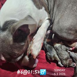 6th born is Boy 3 - Blue male Boston Terrier puppy in Versailles, Indiana from Benhams Bostons