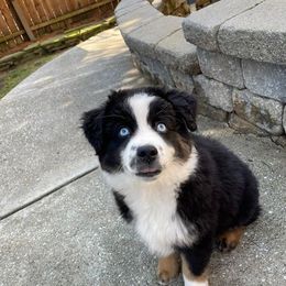 Miniature Australian Shepherd Puppies from Dusty Dogs Miniature Australian Shepherds