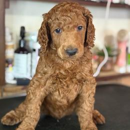 Denali - Red  male Poodle puppy in Mount Vernon, Illinois from AMC Poodles