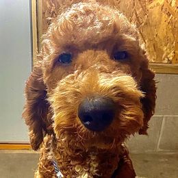 Cali - Irish Doodle