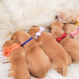 Golden Retriever, Miniature American Shepherd, and Siberian Husky Puppies from HuskiesAndGoldensWithFinesse