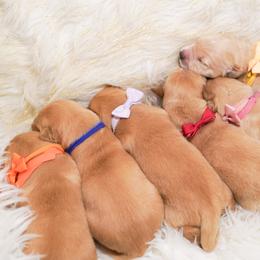 Golden Retriever, Miniature American Shepherd, and Siberian Husky Puppies from HuskiesAndGoldensWithFinesse