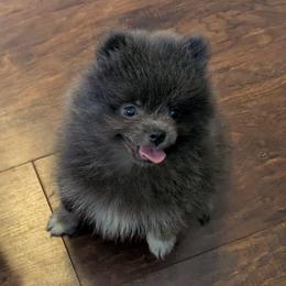 Arrow - Blue and tan female Pomeranian puppy in Danielsville, Georgia from PassionatePomPoms
