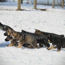 German Shepherd Puppies from Auf der Marquis German Shepherds