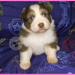 Skye - Red tri-color female Australian Shepherd puppy in Colorado Springs, Colorado from Dawn 2 Dusk Ranch