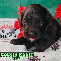 Cousin Eddy - Chocolate male Assorted Doodle Crosses puppy in Beecher, Illinois from Erica’s Doodles
